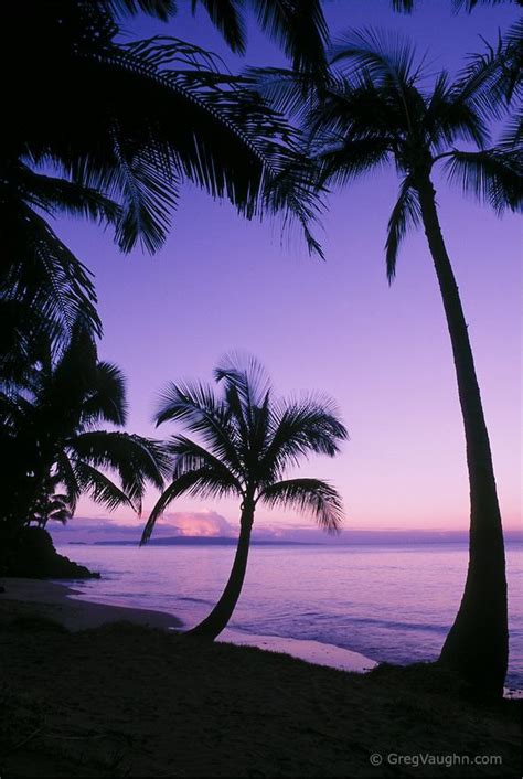 Kihei Palm Trees At Dawn Greg Vaughn Photography Nature Photography