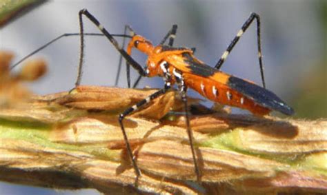 Bed bugs can cause enough problems without having the ability to fly around the house. milkweed assassin bug - Zelus longipes Linnaeus