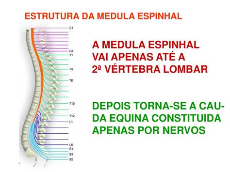 Ppt Coluna Vertebral E Medula Espinhal Powerpoint Presentation Free