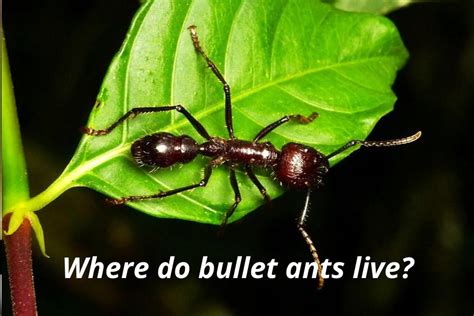 Where Do Bullet Ants Live Locating The Deadliest Ant