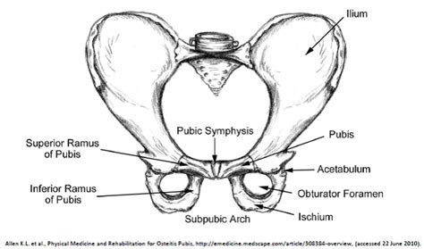 Pubic Bone Female Anatomy