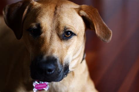 Black Mouth Cur Information And Pictures Black Mouth Cur Dog Breeds