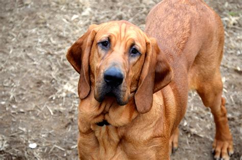 Best large breed puppy food. Bloodhounds - Dog food, grooming, health, exercise and ...