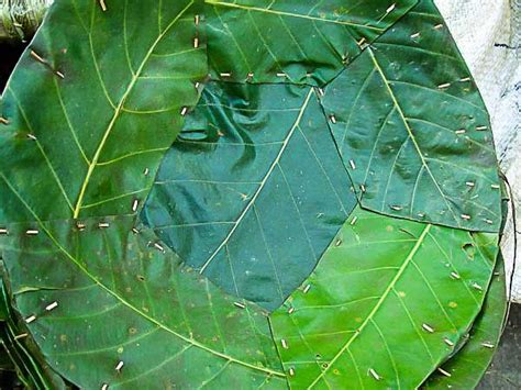 Overstock.com has been visited by 1m+ users in the past month Why India Is Not Clean? - vrindavanactnow.org | Leaf ...
