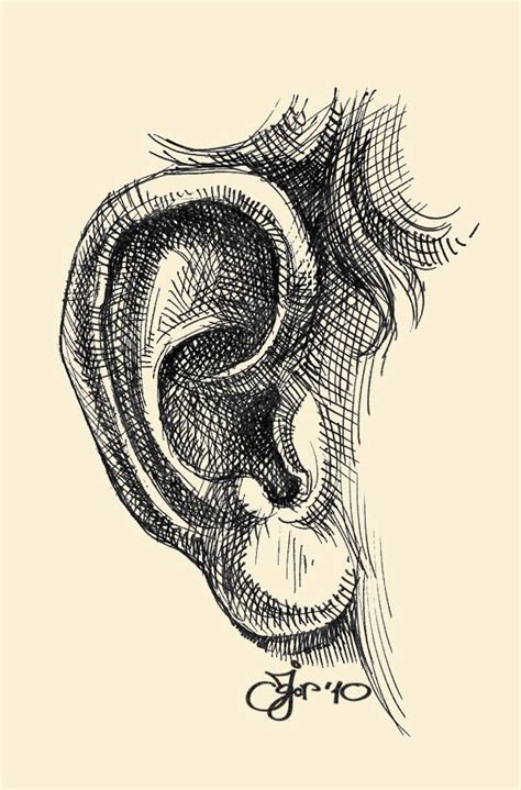 How To Draw A Human Ear