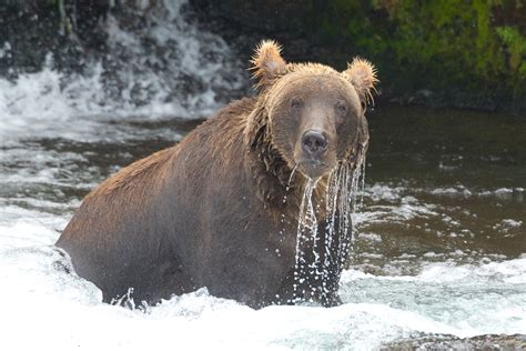 Alaska Bear Instructional Photo Tours And Workshops — Slonina Nature