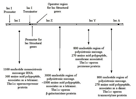 Operons contain cluster of genes that are transcribed together into mrna or are not expressed at all. In The Diagram Below Of The Lac Operon What Is The Sugar ...