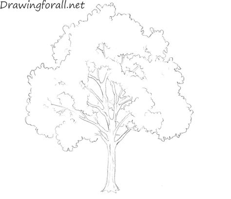 How To Draw A Tree For Beginners