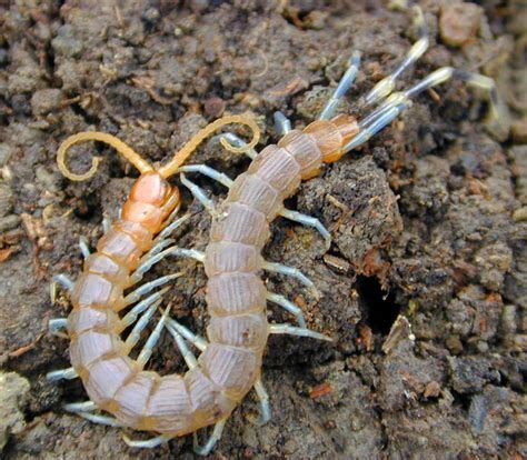 Filecentipede Wikimedia Commons