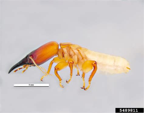 Pacific Dampwood Termite Zootermopsis Angusticollis