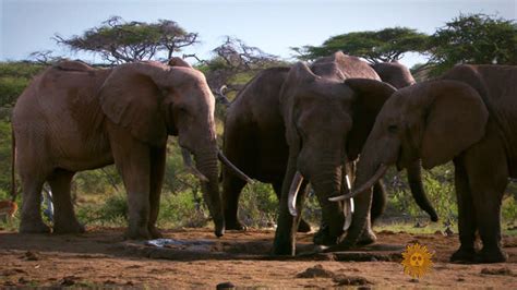 Poachers Killed More Than 100000 Elephants In 3 Years