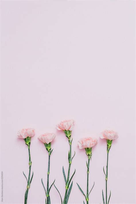 33 Pink Carnation Wallpapers Wallpapersafari