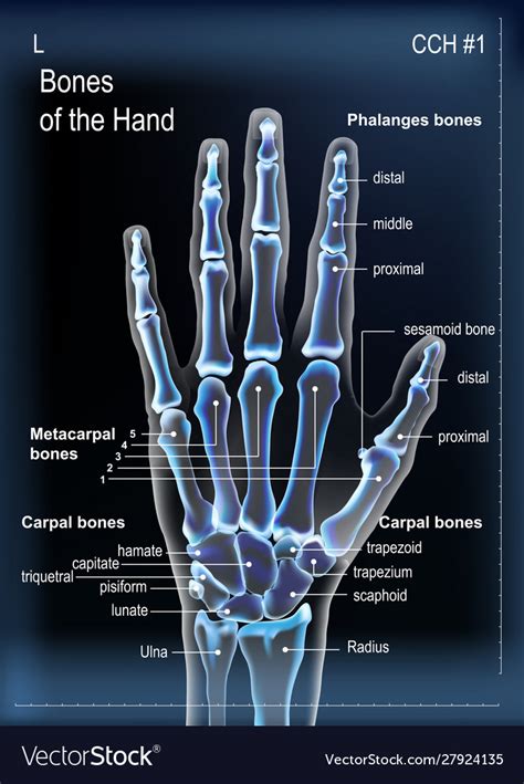 Frontal View X Ray Bones Hand With Royalty Free Vector Image