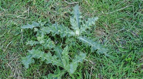 Thistles In Your Lawn How To Remove Them Quickly And Easily