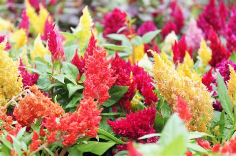 Arizona sun's bold red blooms are edged in bright yellow, making a fun and bright statement from early summer to fall. Tips on Feeding Your Summer Annuals - Strange's Florists ...