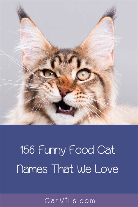 156 Funny Food Cat Names Catvills In 2020 Best Cat Memes Cat Breeds Cat Names