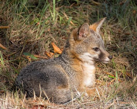 Foxes Photograph Gray Fox Kit By Kathleen Bishop Grey Fox Fox