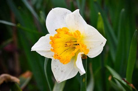 Narcissus Growing How To Grow And Propagate