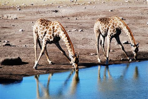 Giraffe Watering Hole Animal · Free Photo On Pixabay