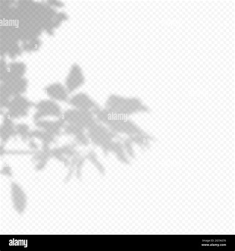 Realistic Vector Transparent Overlay Blured Shadow Of Branch Leaves
