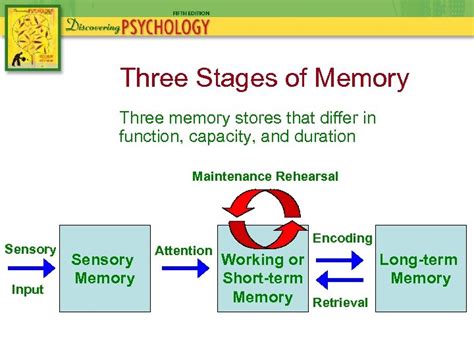 Chapter 6 Memory Stage Model Of Memory