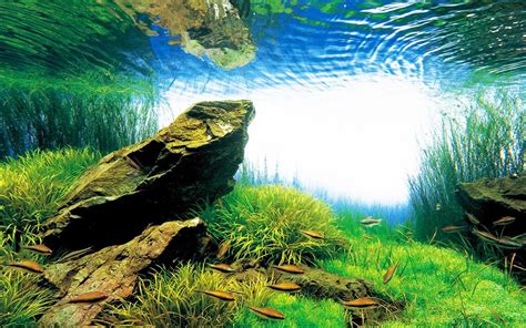 Aquascaping type, there are few styles that are commonly used. Takashi Amano - Creator of the Nature Aquarium ...