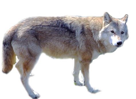 We did not find results for: Cute Wolf Standing PNG Image - PurePNG | Free transparent ...