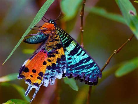 Top 10 Most Beautiful Moths In The World Nsnbc