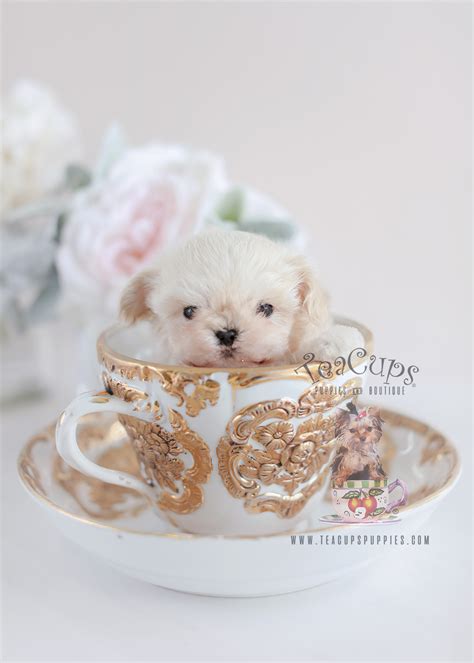 Black Maltese Poodle Designer Breed Puppies Teacup Puppies And Boutique