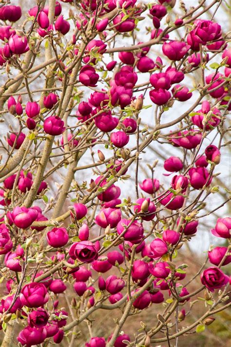 Black Tulip Magnolia Saucer Magnolia Tree Tulip Magnolia Magnolia