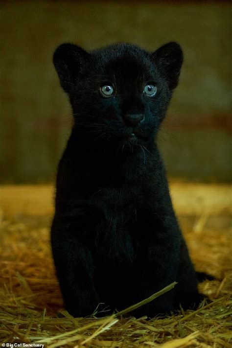 Adorable Rare Female Black Jaguar Cub Is Born At A Big Cat Sanctuary In