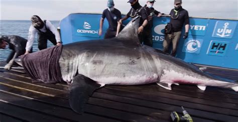 Biggest Ever Great White Shark Weighing Two Tons Found Off The Coast Of Nova Scotia In The