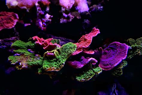 Saltwater Fish Coral And Invertebrates Aquarium Adventure Chicago