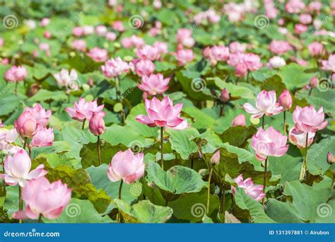 Many Pink Sacred Lotus Flower Nelumbo Nucifera With Green Leaves