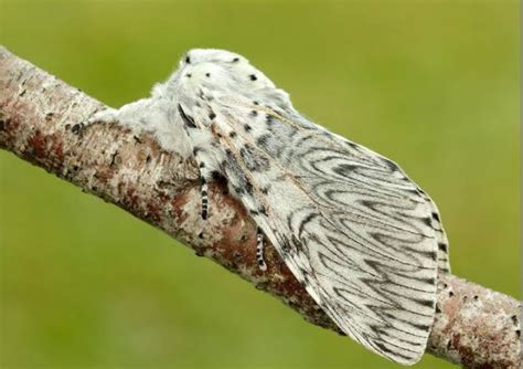 Fuzzy Fluffy Or Furry Moth Species With Pictures Scientific Names