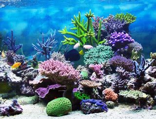 Terumbu karang di daerah ini dapat terganggu oleh tumpahan minyak dan pengrusakan. Kumpulan Makalah dan Kliping Sekolah: Ekosistem Laut ...