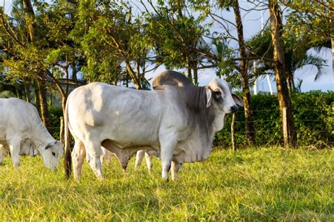 Zebu Cattle Guide Info And Facts