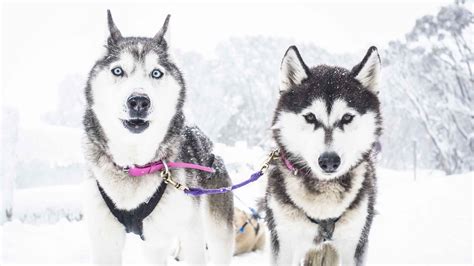 Are Sled Dogs Huskies