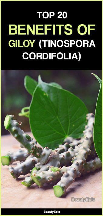 Top 20 Uses And Benefits Of Giloy Tinospora Cordifolia You Should Know
