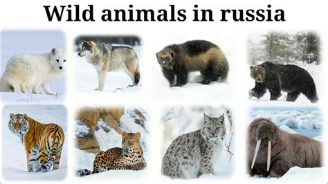 Wild Animals In Russia Part 1 Youtube