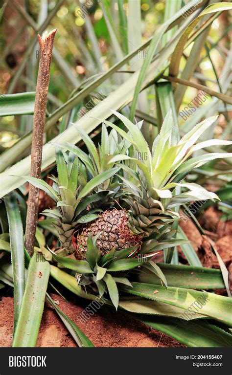 Baby Pineapple Growing Image And Photo Free Trial Bigstock