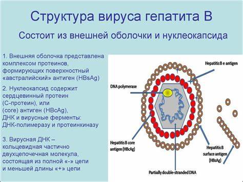 Диета гепатита b