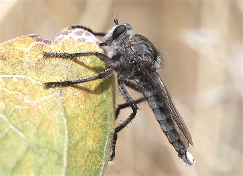 predatory flies robber flies hortsense washington state university