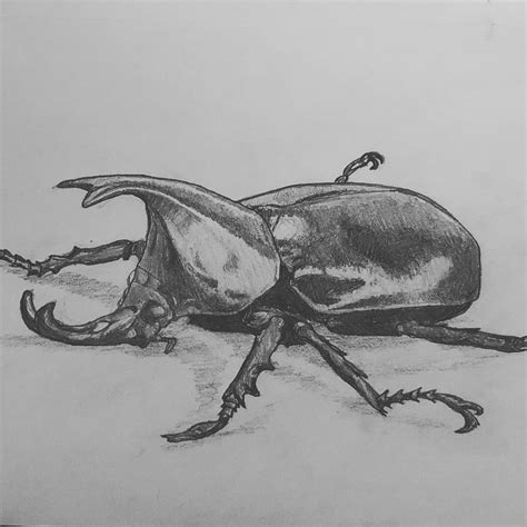 I Drew A Beetle This Is My First Time Trying To Draw A Bug Of Any Sort