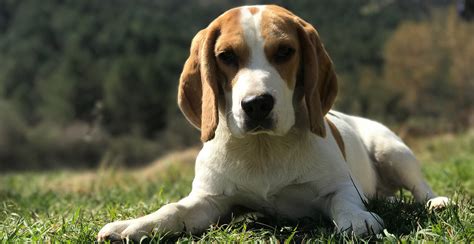 Beagle Dog Breed Information The Ultimate Guide Breed Advisor