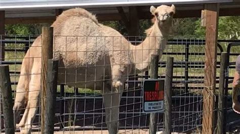 Asked by daniel rackley · last updated 6 months ago · 579 views. Woman bites camel's testicles after it sits on her