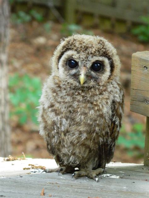 Cute Baby Owl Cute Baby Owl Baby Owls Owl