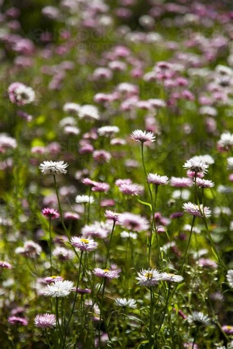 Image Of Pink And White Everlasting Daisies At Kings Park And Botanic