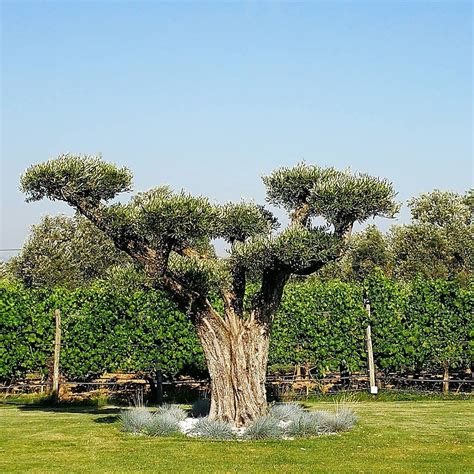 🌳 Beautiful Olive Tree 🌳 My Favorite Tree 🌳 Olivetree Olivetrees Olive