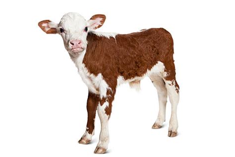 Royalty Free Calf Pictures Images And Stock Photos Istock